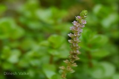 Rotala rotundifolia